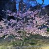 予定変更のお知らせ。（3/22更新）