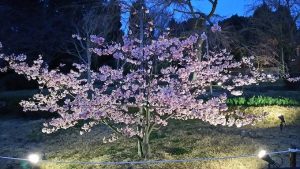 宇治市植物公園「しだれ桜夜間無料公開」｜京都の移動カフェ EZYCAFE