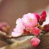 しだれ桜が咲きはじめました。