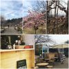 しだれ桜夜間無料公開 in宇治市植物公園