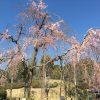 ３月の移動販売予定（3/28更新）