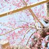 出店中止のお知らせ