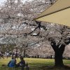 コーヒーしか売れません｜雨の大阪万博「桜まつり」移動販売