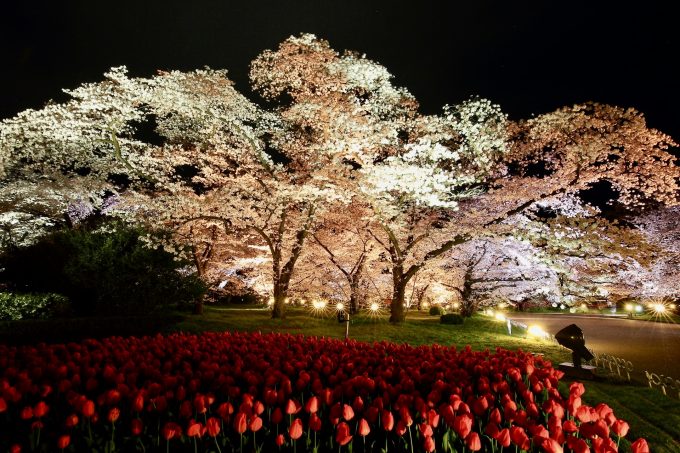 京都府立植物園｜桜ライトアップ