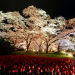 飲食出店者（移動販売/キッチンカー など）を募集｜桜ライトアップ〜京都スカイランタン 2020