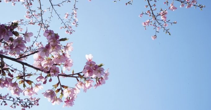 宇治市植物公園「しだれ桜夜間無料開園」