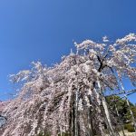 桜三昧な日々・・4月の移動販売スケジュール