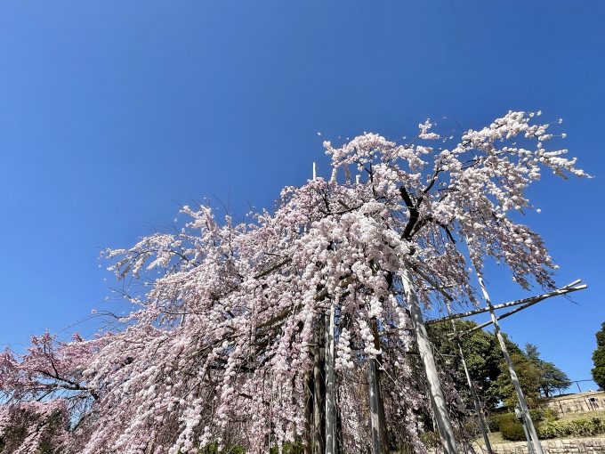 移動カフェ in宇治市植物公園「しだれ桜」