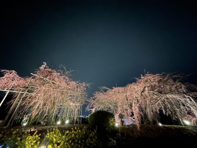 しだれ桜無料開園 in宇治市植物公園（2022/3/21）